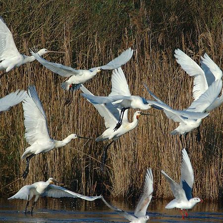 Madame Vacances Les Rives Marines Le Teich Exterior foto
